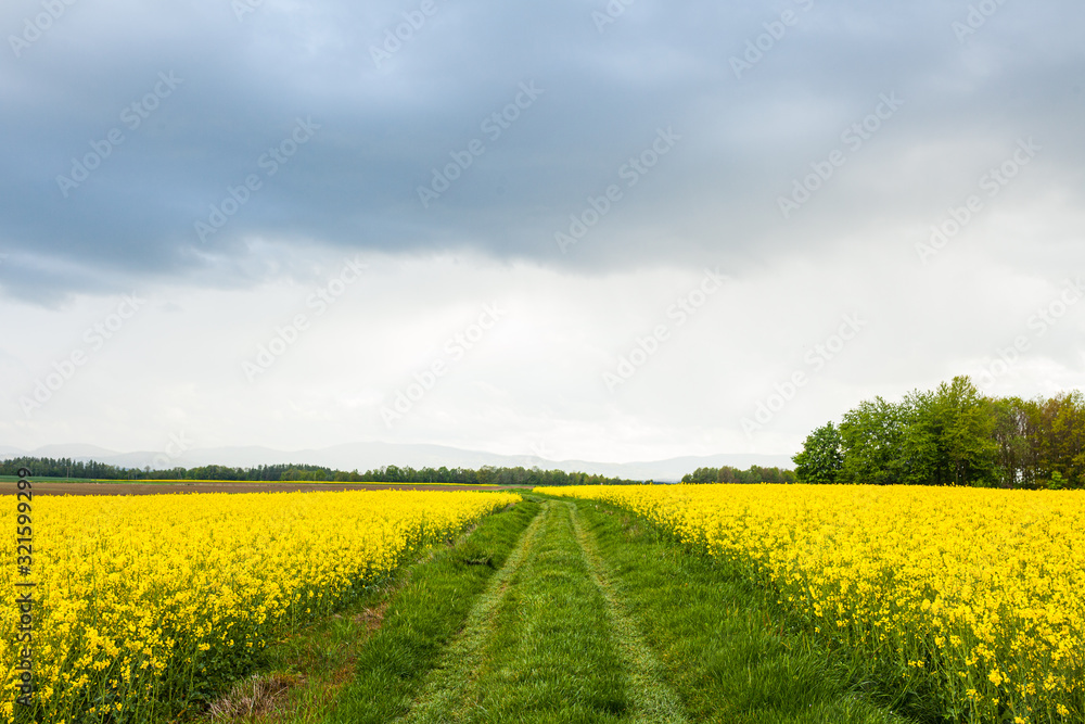 Fototapeta premium Oilseed Rape Field Biofuel Production
