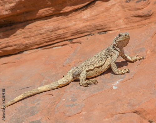 Chuckwalla