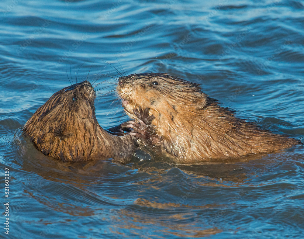 Fototapeta premium Muskrat