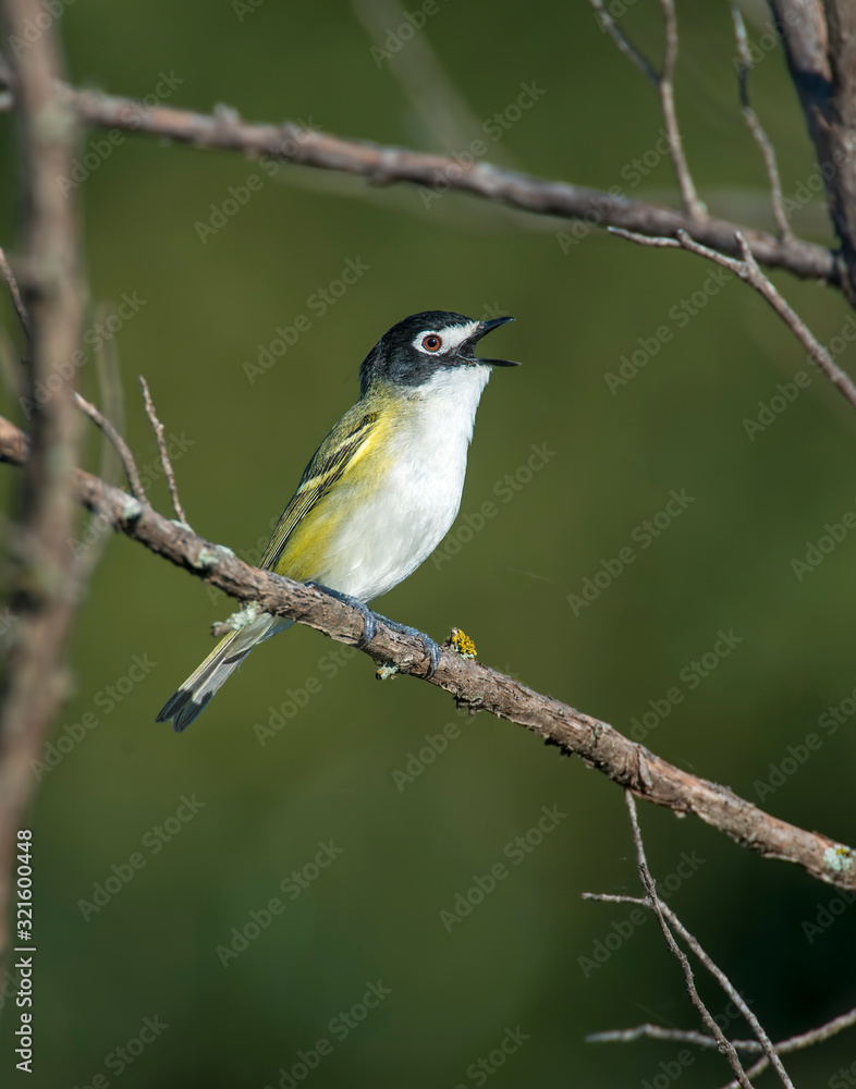 Black-capped Vireo on a perch Black-capped Vireo on a perch
