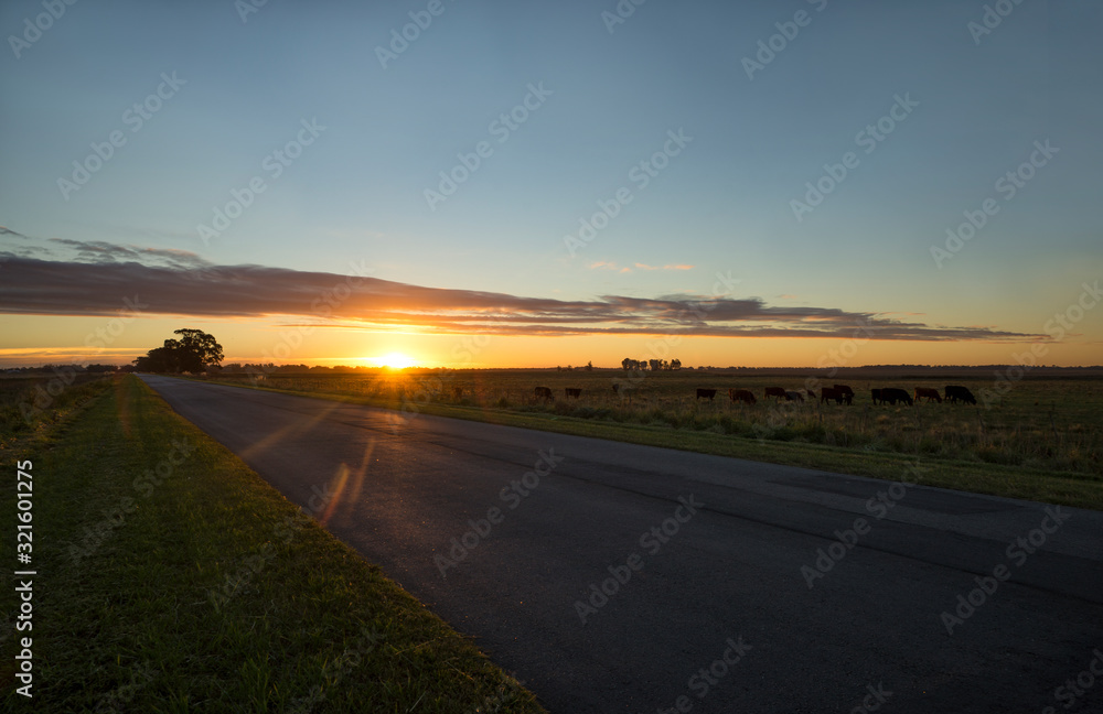 Sunset on the pasture fields , in Mar del PLata , Buenos Aires , Argentina                      