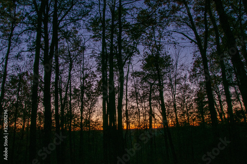 Sunset in the Forest / Red River Gorge