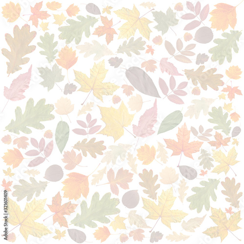 Autumn background. Collage of dry autumn leaves on a white background