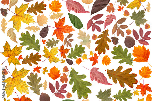 Wallpaper Mural Autumn background. Collage of dry autumn leaves on a white background Torontodigital.ca