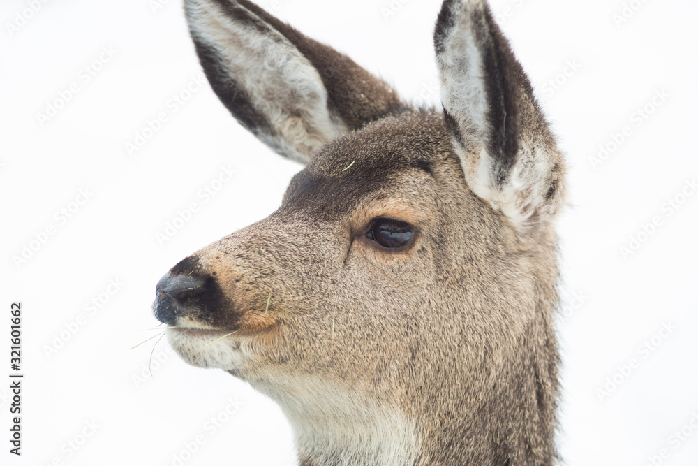 Fototapeta premium Mule Deer - Looking Alert - Facial Expression