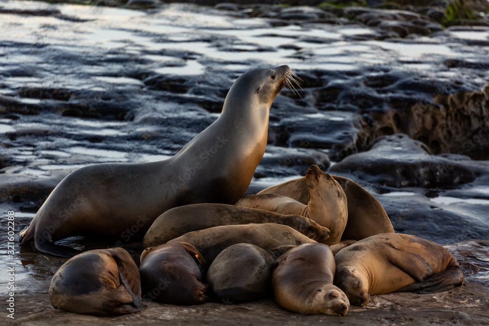 Fototapeta premium Group of cute cuddling sea lions on the beach by the water of La Jolla Cove, San Diego, California