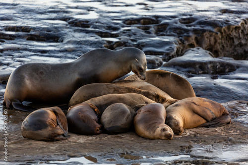 Group of cute cuddling sea lions on the beach by the water of La Jolla Cove, San Diego, California