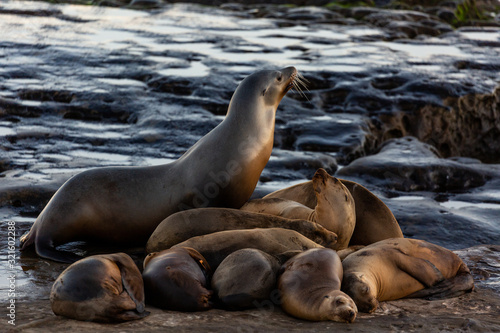Group of cute cuddling sea lions on the beach by the water of La Jolla Cove, San Diego, California