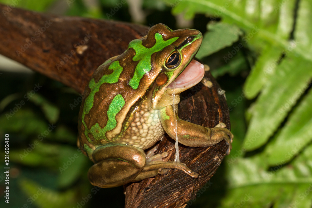 Obraz premium Green and Golden Bell Frog eating it's own skin