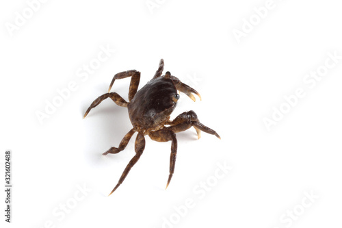 Little crab isolated on white background