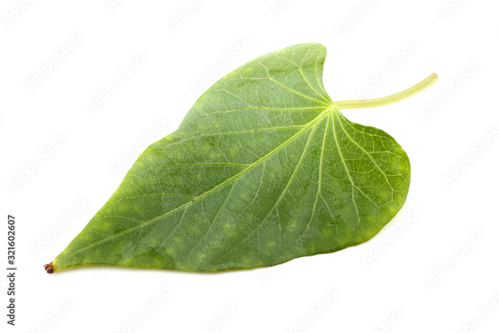 Obraz premium Sweet potato leaf