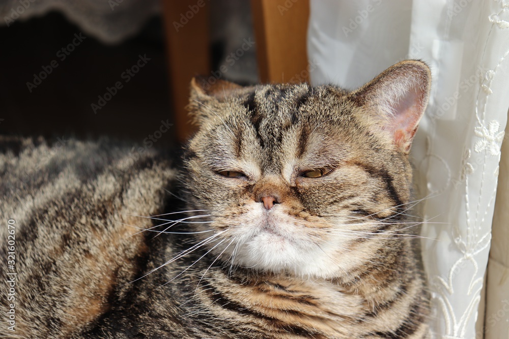 ムスッと怒り顔の猫アメリカンショートヘアー