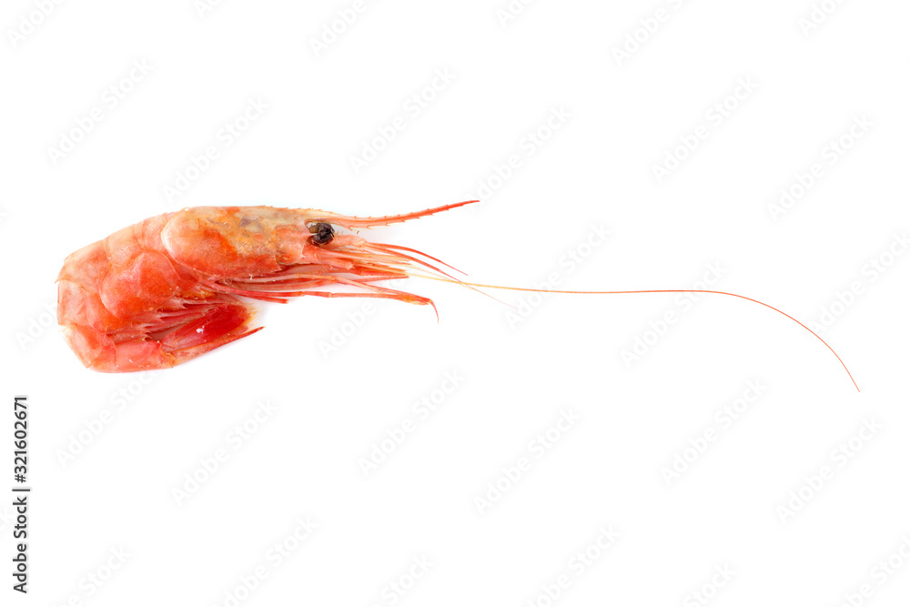 Shrimp isolated on white