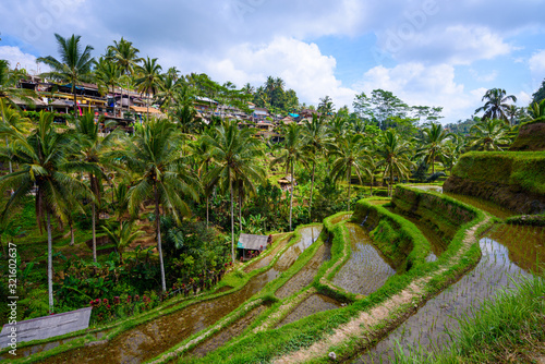 Scenic green landscape of Tegallalang Rice Terrace in Ubud, Bali, Indonesia