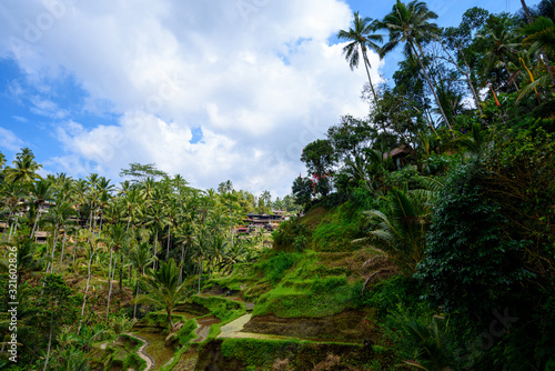 Fototapeta Naklejka Na Ścianę i Meble -  Scenic green landscape of Tegallalang Rice Terrace in Ubud, Bali, Indonesia