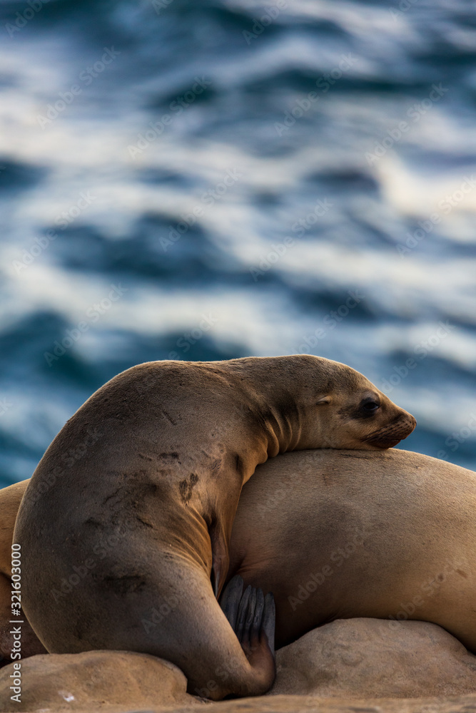 Fototapeta premium Pair of two cuddling sea lions (mother and baby child) on the beach by the water of La Jolla Cove, San Diego, California