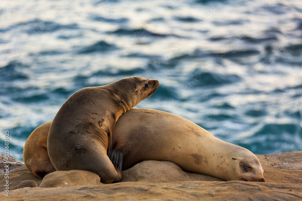 Obraz premium Pair of two cuddling sea lions (mother and baby child) on the beach by the water of La Jolla Cove, San Diego, California