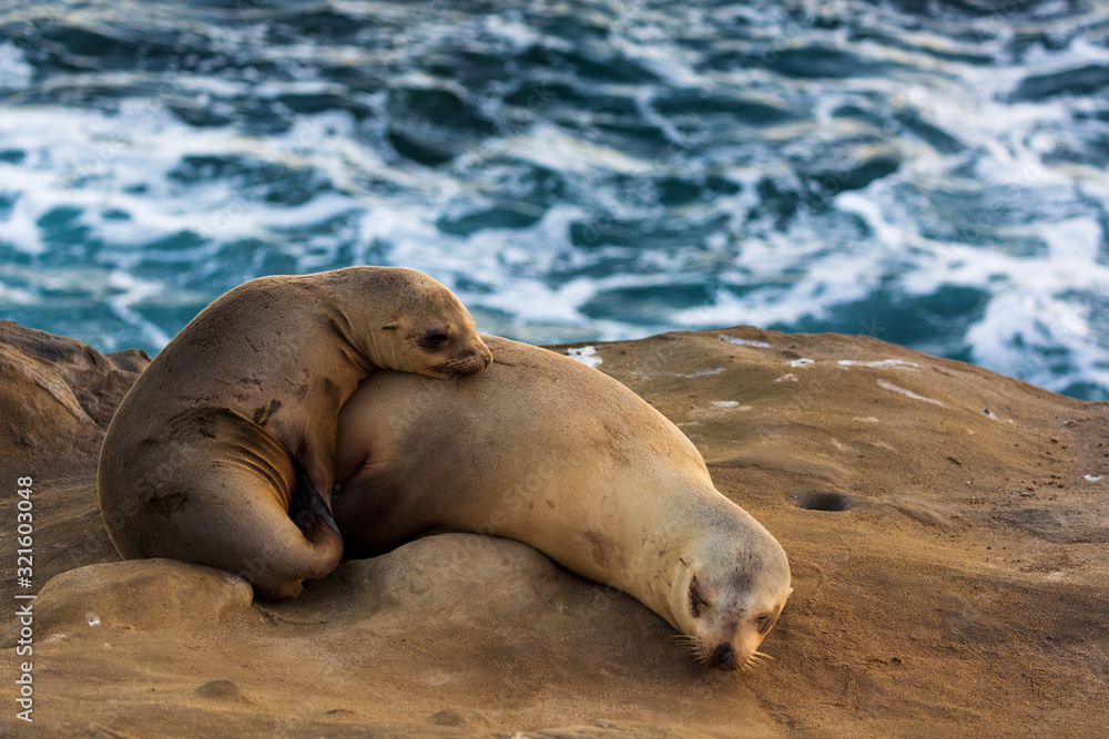 Obraz premium Pair of two cuddling sea lions (mother and baby child) on the beach by the water of La Jolla Cove, San Diego, California
