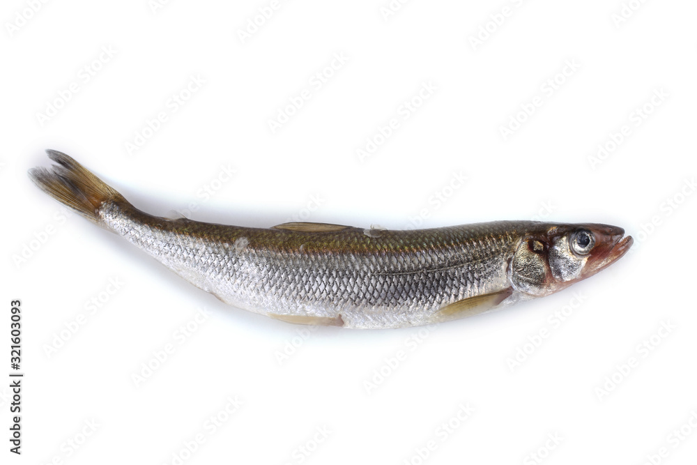 Smelt fish isolated on white. (Big Pacific smelt - Osmerus mordax) Smelt fish isolated on white. (Big Pacific smelt - Osmerus mordax)