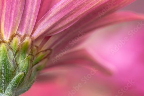 Closeup pink flower daisy