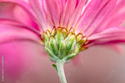 Closeup pink flower daisy