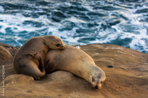 Pair of two cuddling sea lions (mother and baby child) on the beach by the water of La Jolla Cove, San Diego, California