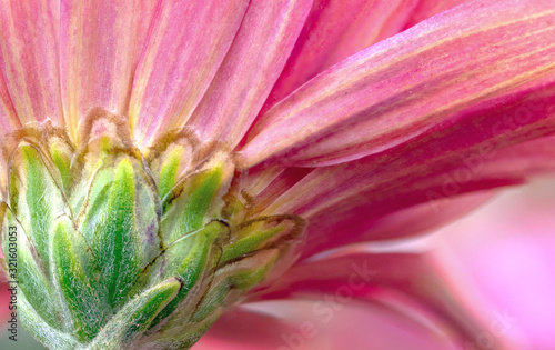 Closeup pink flower daisy