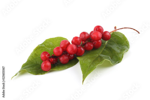 Schisandra Chinensis isolated on white photo