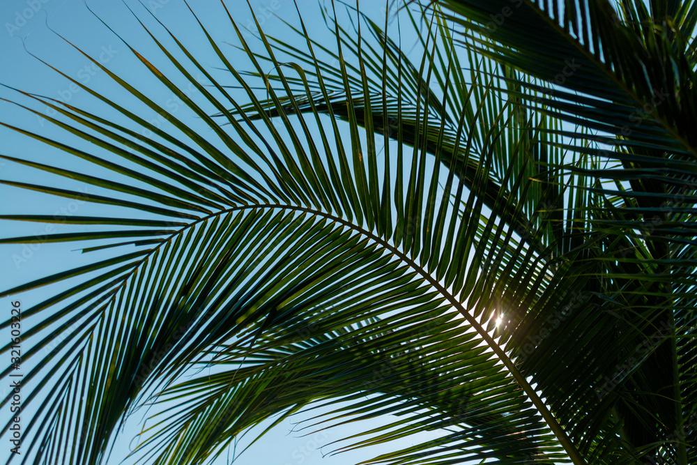 The leaves of the coconut trees are passing through the sunlight. The leaves of the coconut trees are passing through the sunlight.