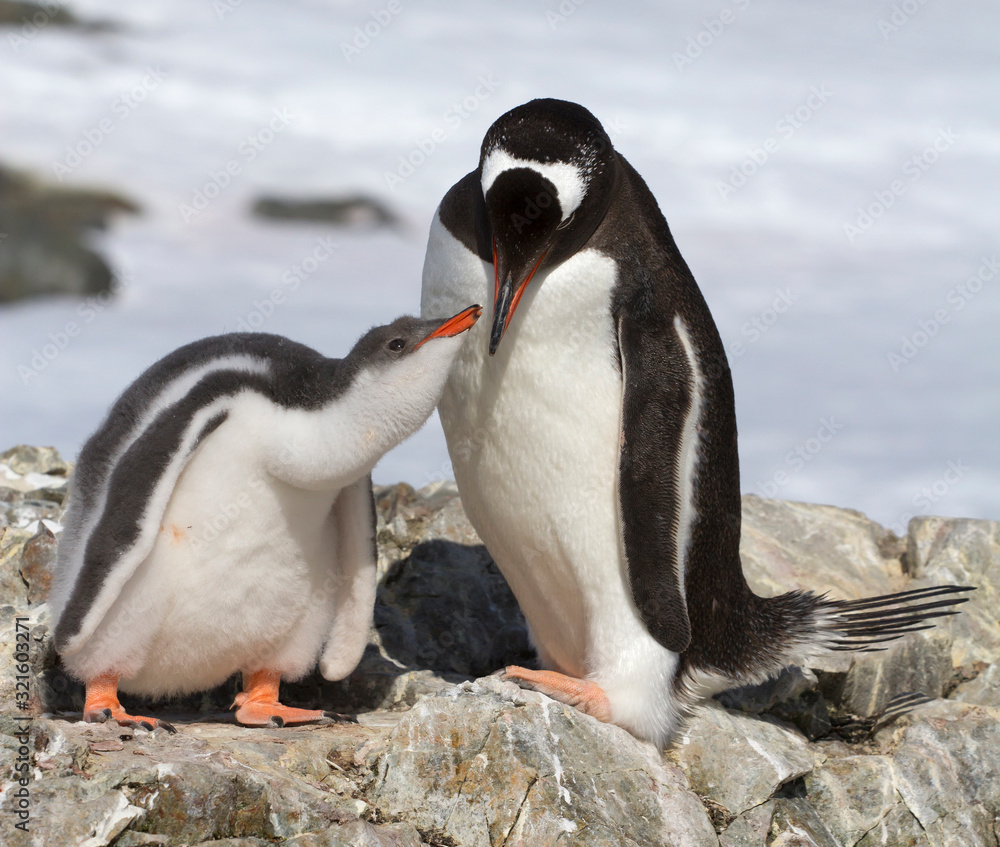 Naklejka premium female Gentoo penguin feeding chick
