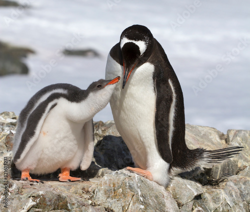 female Gentoo penguin feeding chick