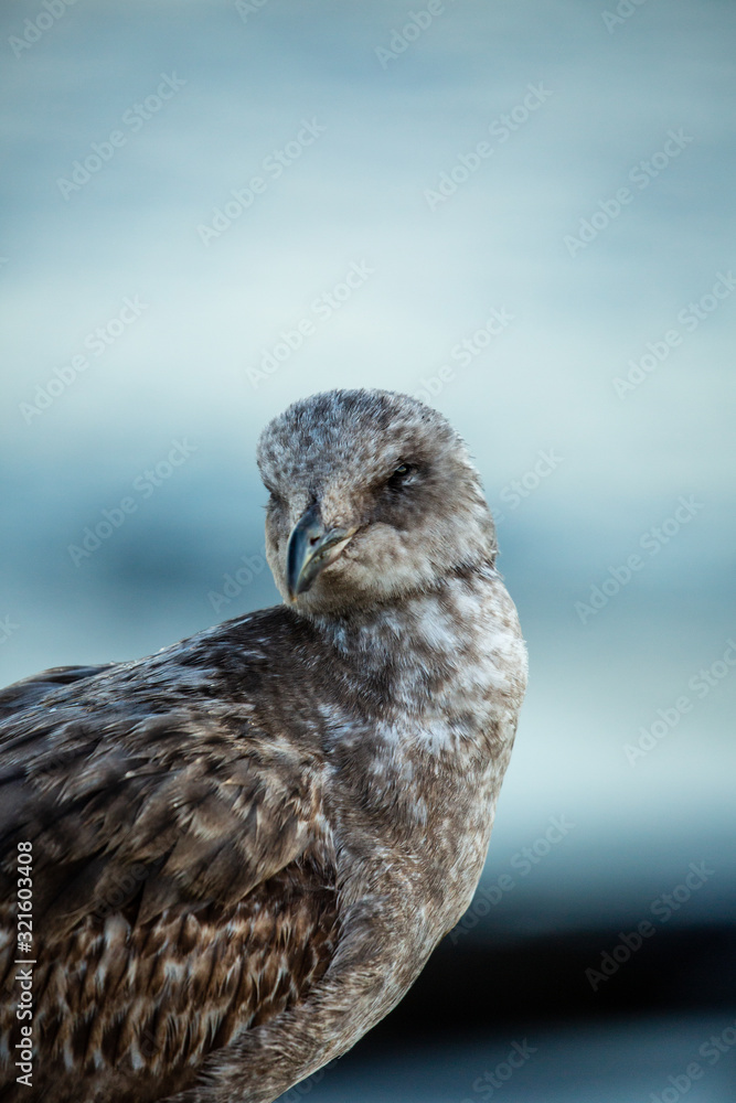 Portrait of brown seagull with a black beak by the water (blurred background) Portrait of brown seagull with a black beak by the water (blurred background)