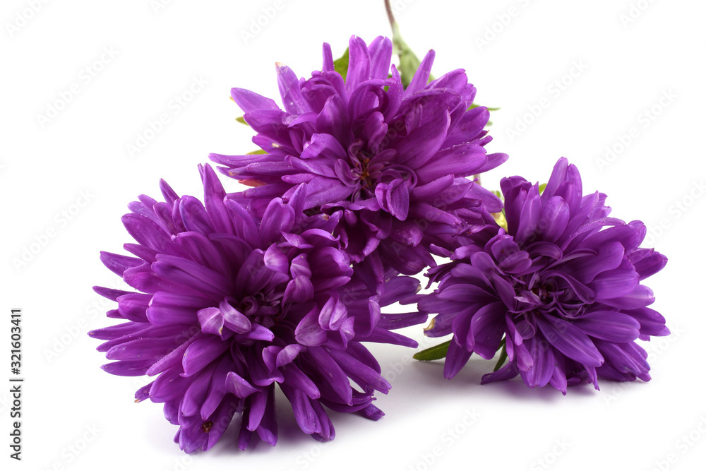 Violet asters isolated on white Violet asters isolated on white