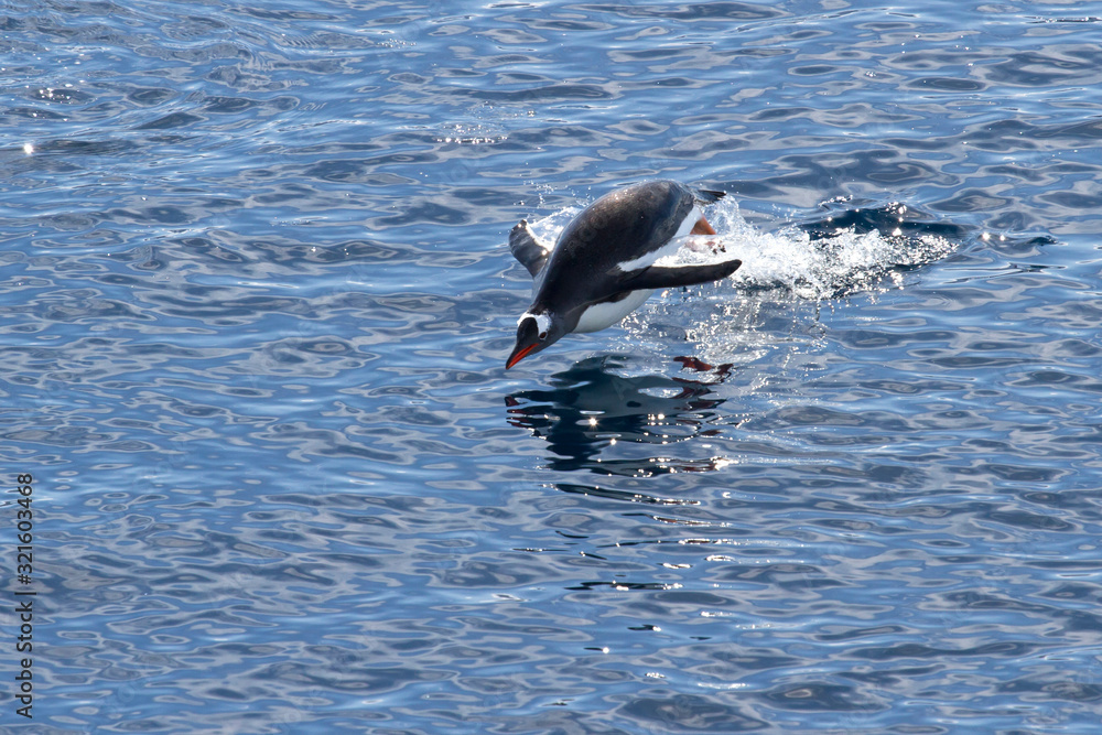 Fototapeta premium Gentoo Penguin who jumped out of the water