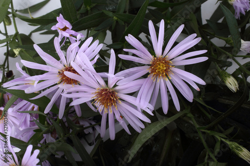 Wild asters isolated on white