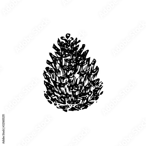 Hand drawn pinecone vector illustration. Linocut pine or fir cone decorative graphic image. Stylized vintage monochrome black isolated on white background