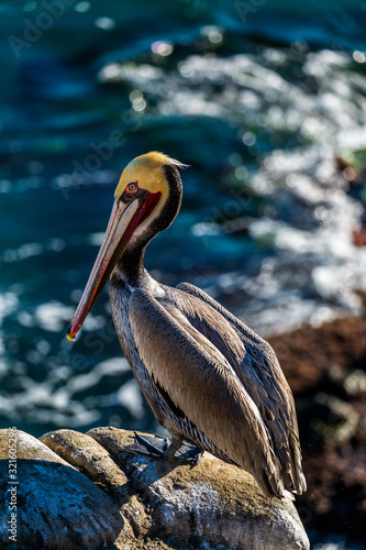 Portrait of large colorful pelican bird sitting on the rocky cliffs of La Jolla Cove, San Diego, California