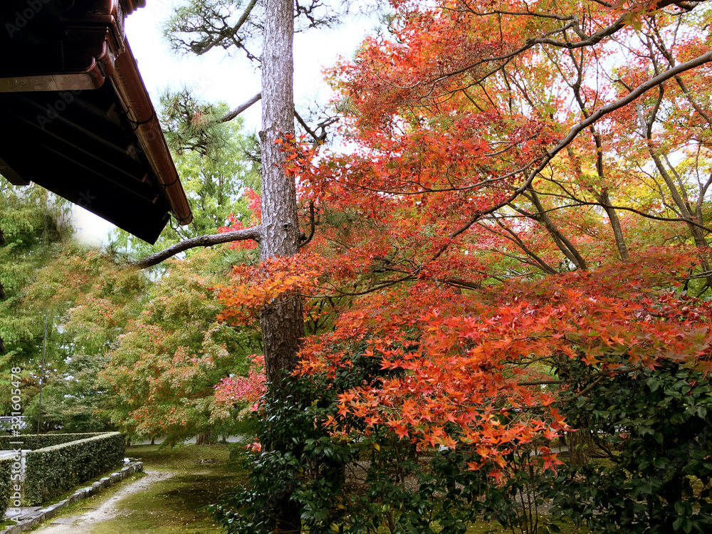 closeup colorful maple in Kyoto public park closeup colorful maple in Kyoto public park