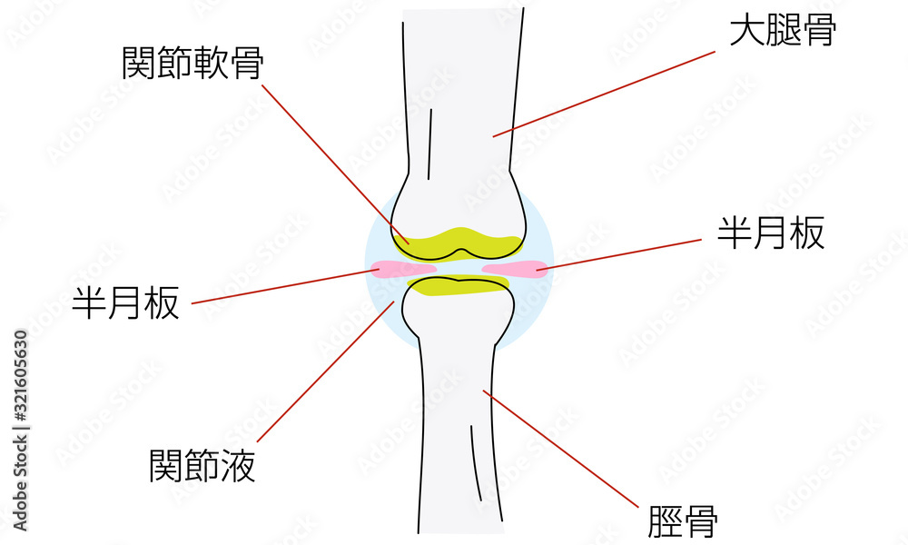 膝関節周りの図解イラスト Stock ベクター Adobe Stock