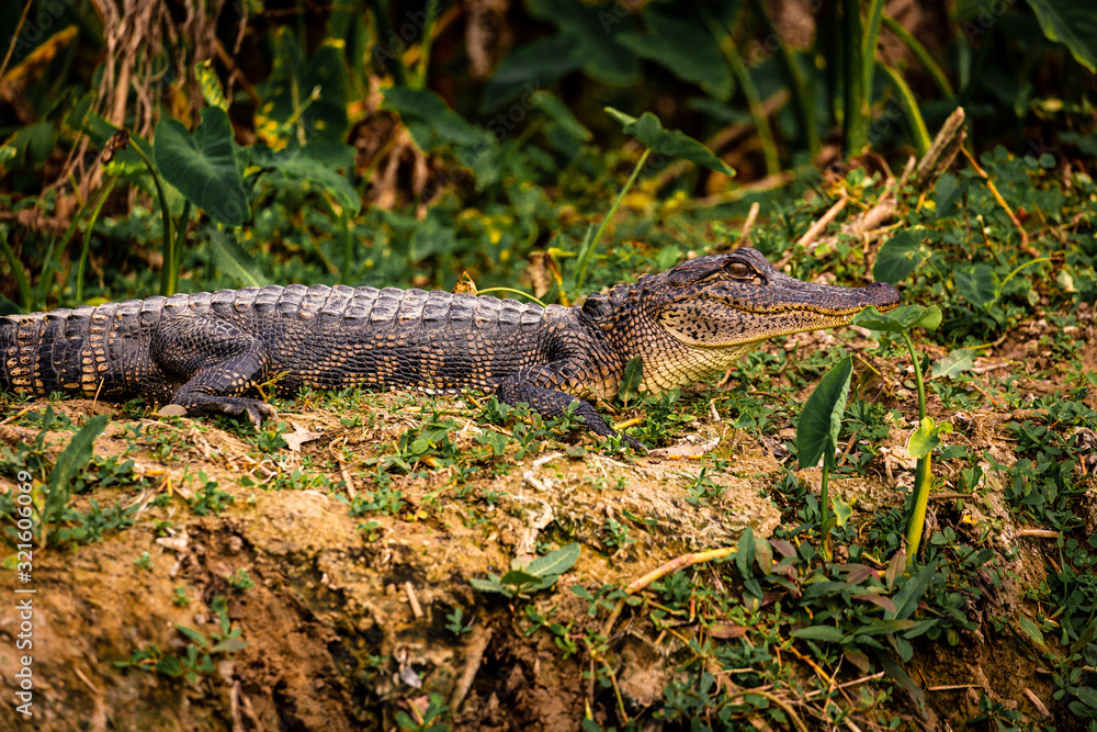 Alligator lying down in the Armand bayou swamp of Houston, Texas, USA and looking at camera Alligator lying down in the Armand bayou swamp of Houston, Texas, USA and looking at camera