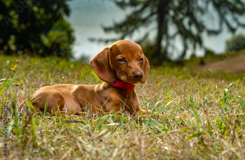 Dog breed dachshund in nature..