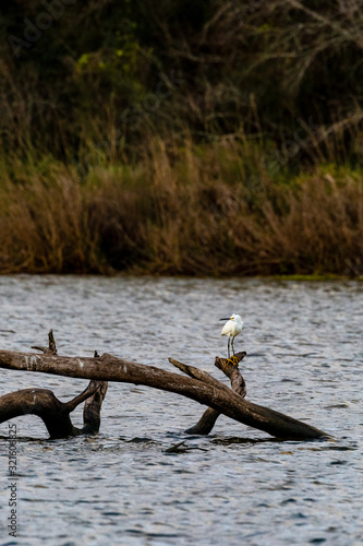 White colored Snowy egret with bright yellow feet standing on a tree branch in the Armand bayou swamp of Houston  Texas  USA