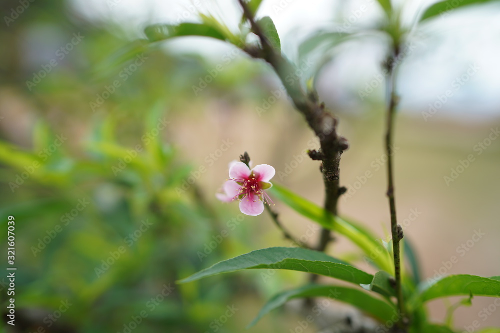 Naklejka premium Prunus flower Chiang Mai in Thailand.