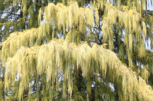 Yellow fir tree or pine branches