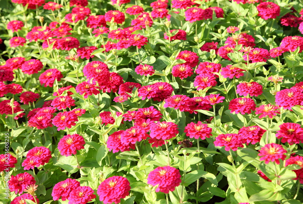 zinnia flower blooming in garden