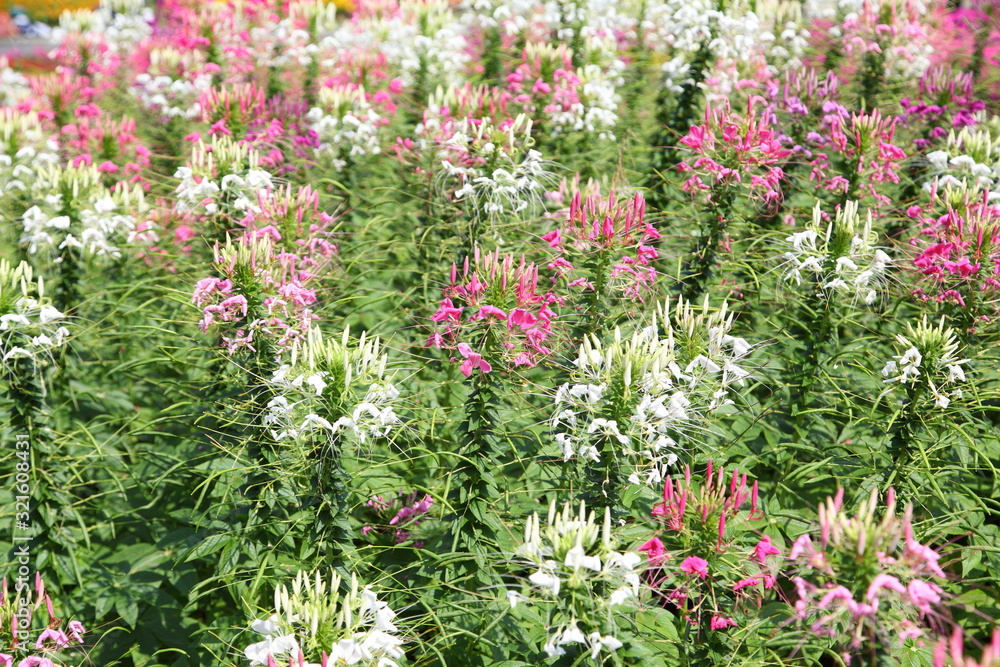 Spider flower or Cleome spinosa in Thailand Spider flower or Cleome spinosa in Thailand