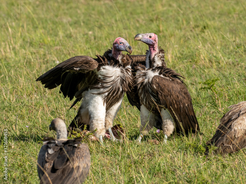 Griffon vultures scavenging on baby deer in Masai Mara