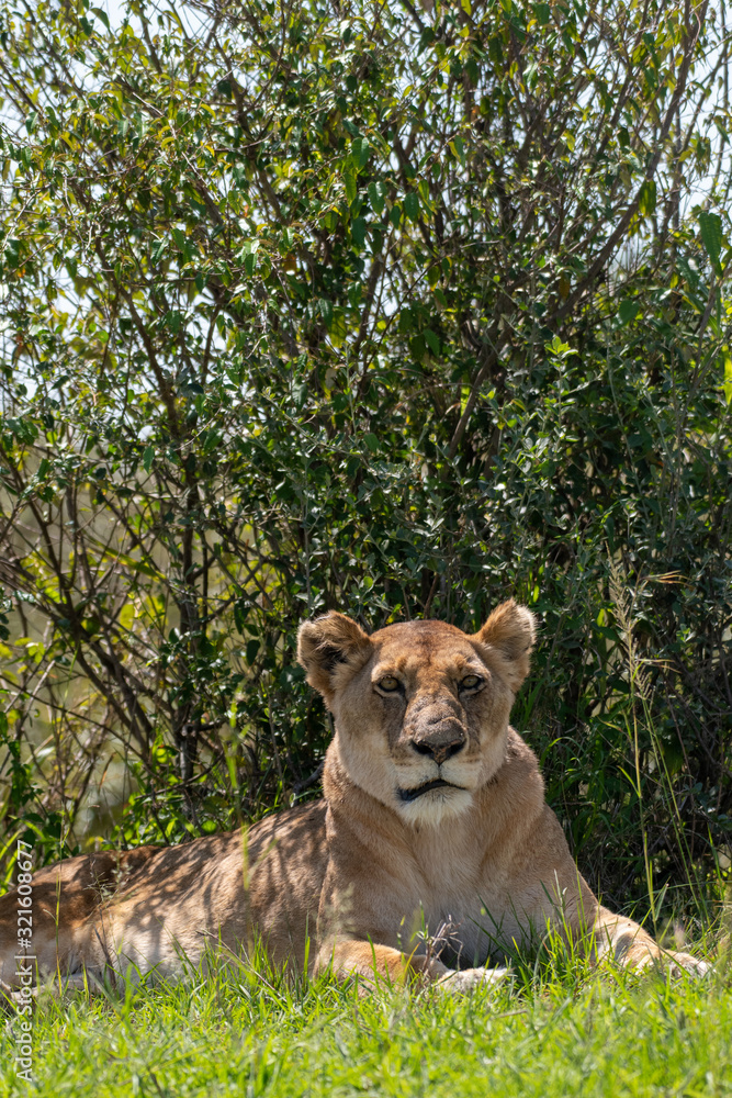 African Lioness portrait in Masai Mara, Kenya
