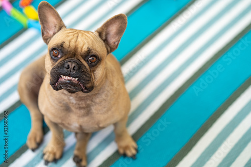 Fototapeta Naklejka Na Ścianę i Meble -  Funny looking french bulldog sitting on the mat.