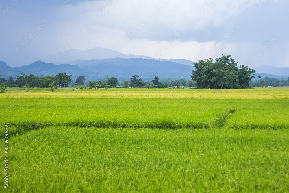 Green rice field, Mountain background